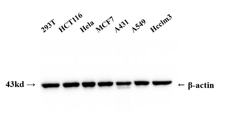 Beta actin_重庆昆仑生物有限公司