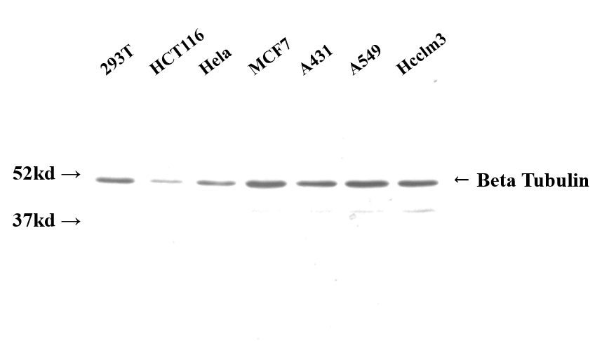 Beta Tubulin_重庆昆仑生物有限公司