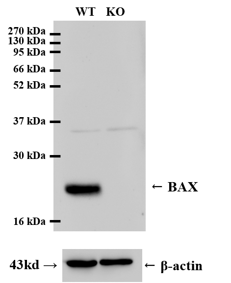 BAX_重庆昆仑生物有限公司